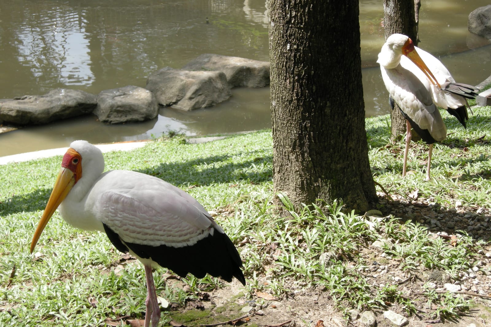 Painted storks at KL Bird Park