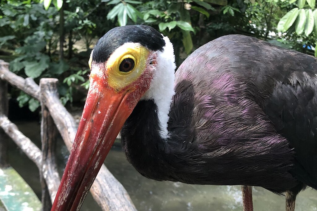 Zoo Negara wildlife park